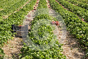 Strawberry fields in Lithuania