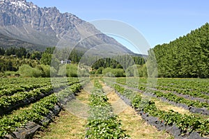 Strawberry Fields in Patagonia