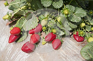 Strawberry fields, picking season