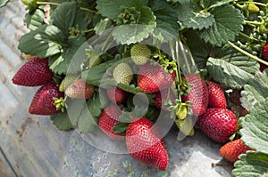 Strawberry fields, picking season