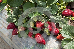 Strawberry fields, picking season