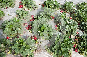 Strawberry fields, picking season