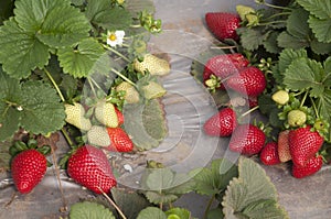 Strawberry fields, picking season