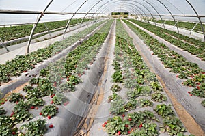 Strawberry fields, picking season