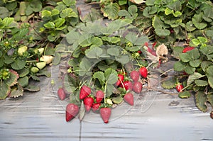 Strawberry fields, picking season