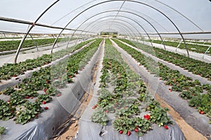 Strawberry fields, picking season
