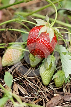 Strawberry.