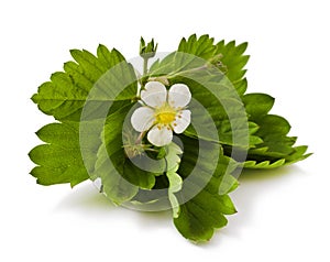 Strawberry with flower