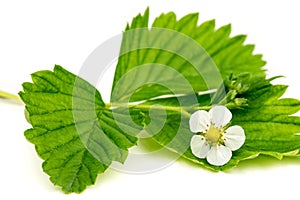 Strawberry Flower With Green Leaves