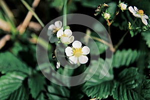 Strawberry flower, nice spring blooming, fruit, plants and nature