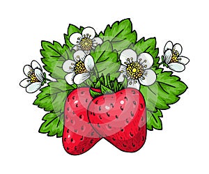 Red ripe whole wild strawberry blossom hand drawn