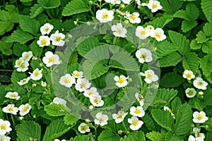 Strawberry flowers