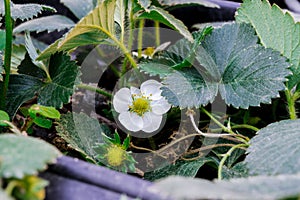 Strawberry flowers amid the green foliage of the vegetable garden.