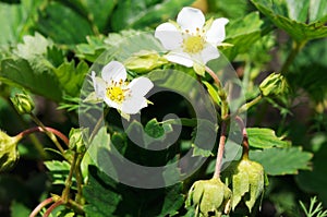 Strawberry flowers background