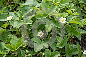 strawberry flowers. Blossomed strawberry berry. spring. Its farm