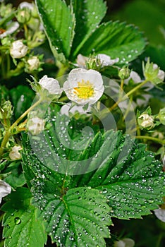 Strawberry flowers covered with dew.