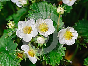 Strawberry flowers covered with dew.