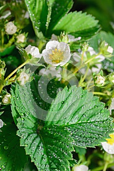Strawberry flowers covered with dew