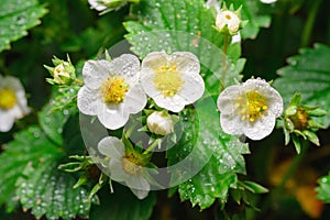 Strawberry flowers covered with dew