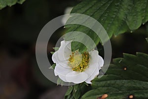 strawberry flowers and green leaf