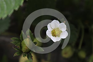 strawberry flowers and green leaf