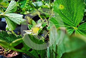 Strawberry flowers originate in the crowns of strawberry plants