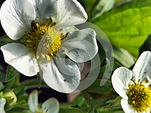 Strawberry - flowers are single, five-petaled, yellow-white