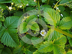 Strawberry flowers on the stem