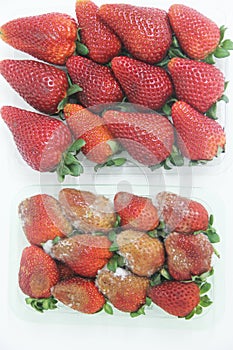 Strawberry food agriculture isolated mold delicious healthful fruit Sao Paulo Brazil