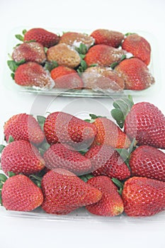 Strawberry food agriculture isolated mold delicious healthful fruit Sao Paulo Brazil