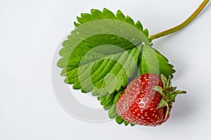 Strawberry Fragaria ananassa Duchesne