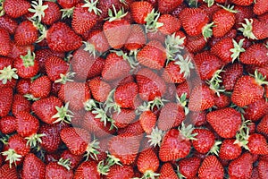 Strawberry photo