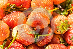 Strawberry fresh fruit, Zoom macroshot