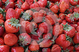 Strawberry. Fresh organic strawberries in daylight on a market. Fruits background. Healthy food. Strawberry background