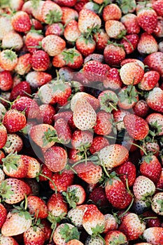 Strawberry fresh pile a lot of delicious.