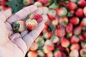 Strawberry fresh pile a lot of delicious.