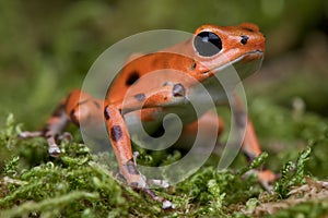 Strawberry frog