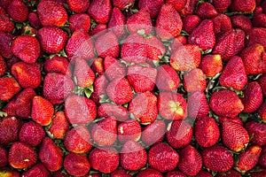 Strawberry fruit