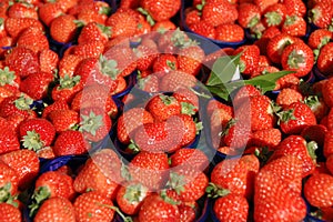 Strawberry fruit