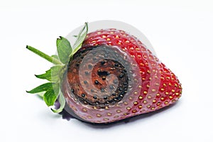 Strawberry fruit affected by anthracnose Colletotrichum fragariae photo