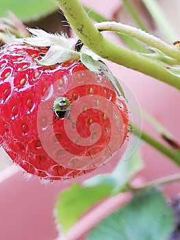 Strawberry fruit bug critter nature red green