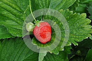 Strawberry fruit closeup on a branch with green leaves