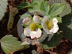 Strawberry fruit flower in pot grow terrace gardening in India