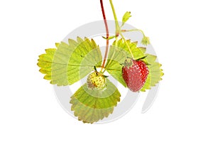 Strawberry fruit and foliage