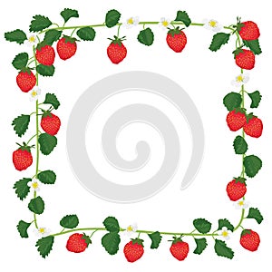 Strawberry fruit frame border white background line square