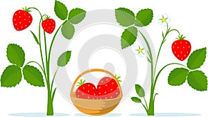 Strawberry Fruit, Leaves and Flower Flat Vector Illustration