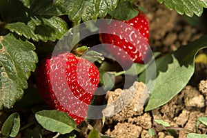 Strawberry fruits on the branch