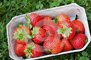 Strawberry fruits in a punnet