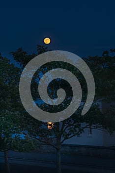 `Strawberry` full moon rising over trees