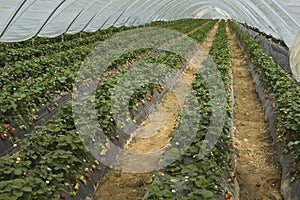 Strawberry furrows